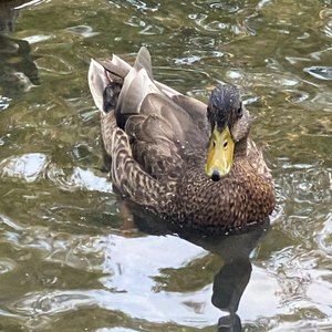 Meet your Posher, Fulla